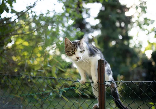 Ten problem zna wielu Polaków. Kot sąsiada a prawo - kto ma rację?