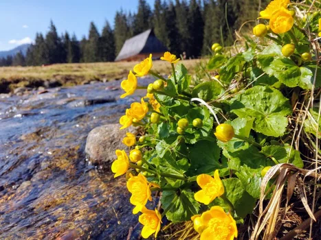 Miłość w Zakopanem, czyli trudne sprawy starszej pani