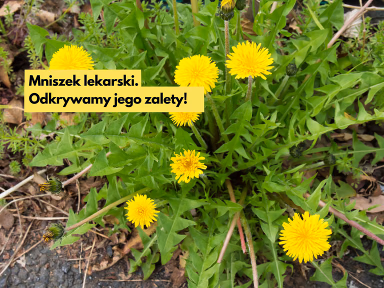 Myślałaś, że mlecz to chwast? Odkrywamy jego zalety!