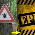 Czy jesteśmy narażeni na epidemię boreliozy?