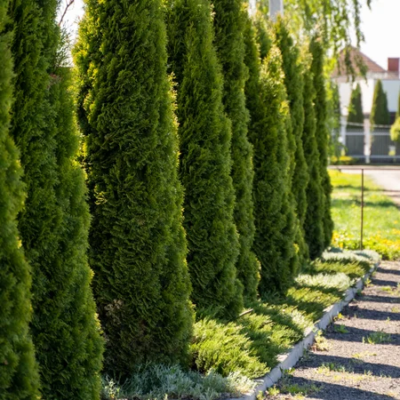 Sąsiad może zgłosić Twoje tuje! Takie krzewy trzeba przyciąć - maksymalna wysokość może zdziwić