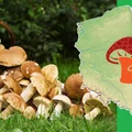 GRZYBOWA MAPA - gdzie zbierzesz najwięcej?