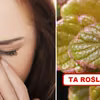 Dzięki tej roślinie BÓL ZATOK zniknie!
