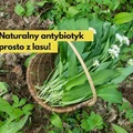 Naturalny antybiotyk prosto z lasu!  Czosnek niedźwiedzi -i jego właściwości zdrowotne i lecznicze.