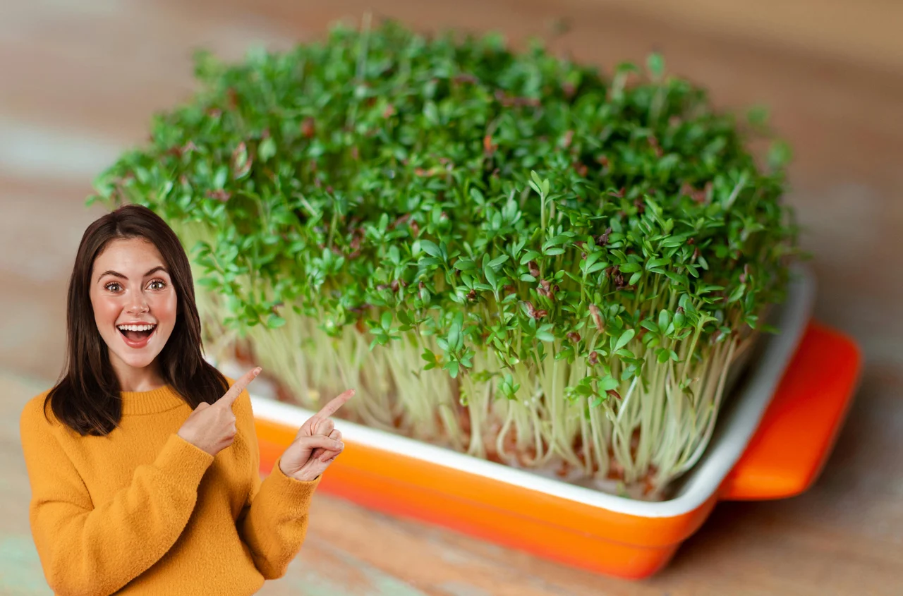 Nie masz czasu na warzywa? To zielone superfood wyrośnie w 3 dni i dostarczy Ci mnóstwo witamin!