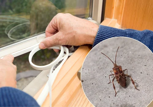 Inwazyjne owady szturmują polskie domy i lasy - wydano oficjalny komunikat informacyjny! Warto uszczelnić okna i drzwi