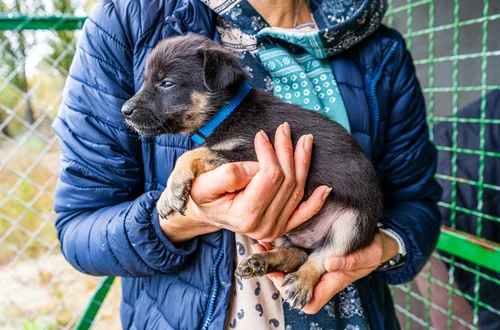 Nowy obowiązek dla właścicieli psów przesądzony. Rząd przyjął przełomową ustawę!