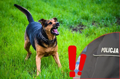 Policja ostrzega przed groźnymi psami! Takich przypadków jest coraz więcej