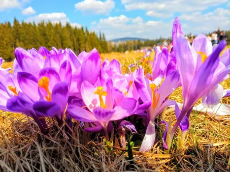 Krokusy w Dolinie Chochołowskiej – zobaczyć i umrzeć