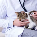 Alarm dla właścicieli kotów! Weterynarze ostrzegają przed nieznaną chorobą!