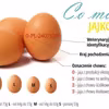 Co mówi jajko?