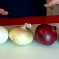 Cebula cebuli nierówna! Zobacz czym się różnią. Rodzaje cebuli i ich zastosowanie.