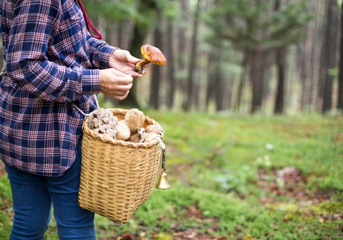 Zaskakujący początek sezonu grzybowego w Polsce! Dlaczego wszyscy grzybiarze są załamani?