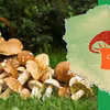 GRZYBOWA MAPA - gdzie zbierzesz najwięcej?