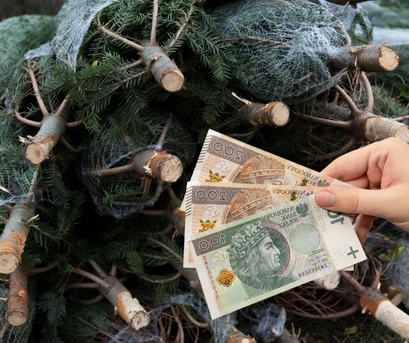 Ceny choinek 2022. Trzeba się przygotować na szok!