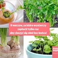 8 warzyw, za które wystarczy zapłacić tylko raz aby cieszyć się nimi bez końca!