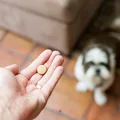Czy można dać psu paracetamol?
