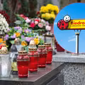2+1 na chryzantemy i 4+4 na znicze! Biedronka zaskoczyła klientów atrakcyjną ofertą na Wszystkich Świętych