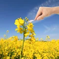 Biegnij na pole rzepaku! Zerwij kwiaty i zalej je octem. Ciesz się bogactwem witamin!